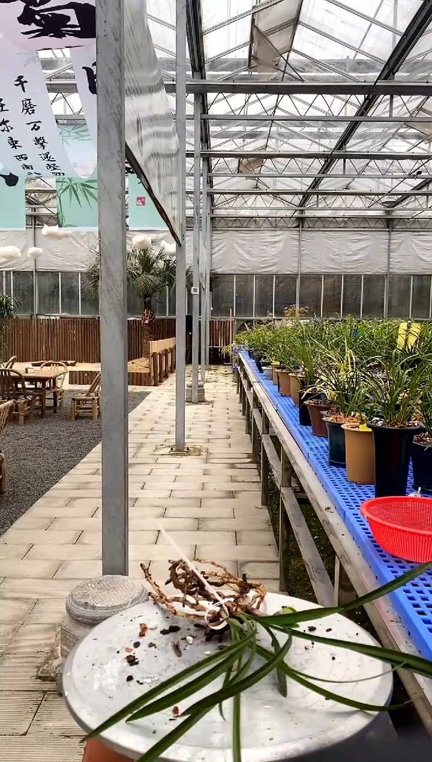 【闪购商品】大富贵，燕