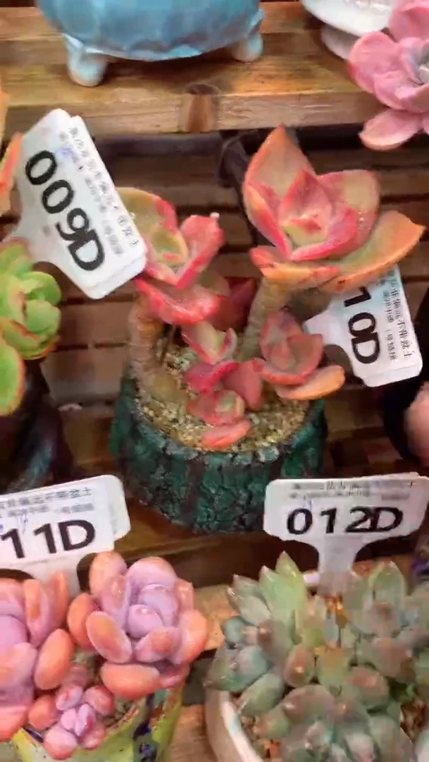 010D（一物一拍实付满28发货，默认不带盆土）