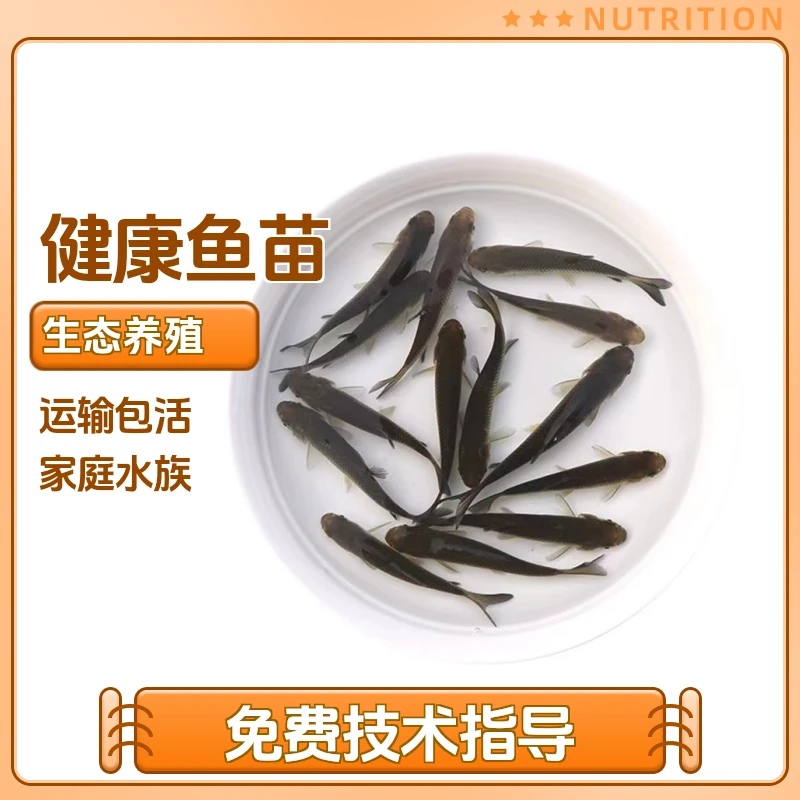原塘鱼苗草鱼草混子淡水皖鱼养鱼饲料用品四鱼好养活观赏包邮包活