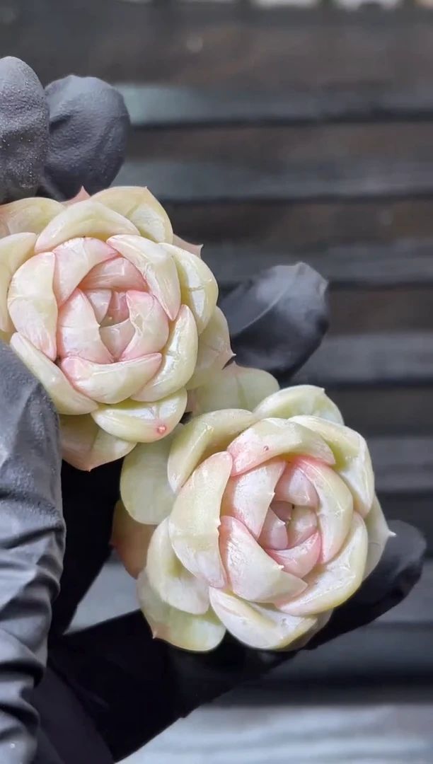 16-38 朝雾2-3厘米量拍发一颗