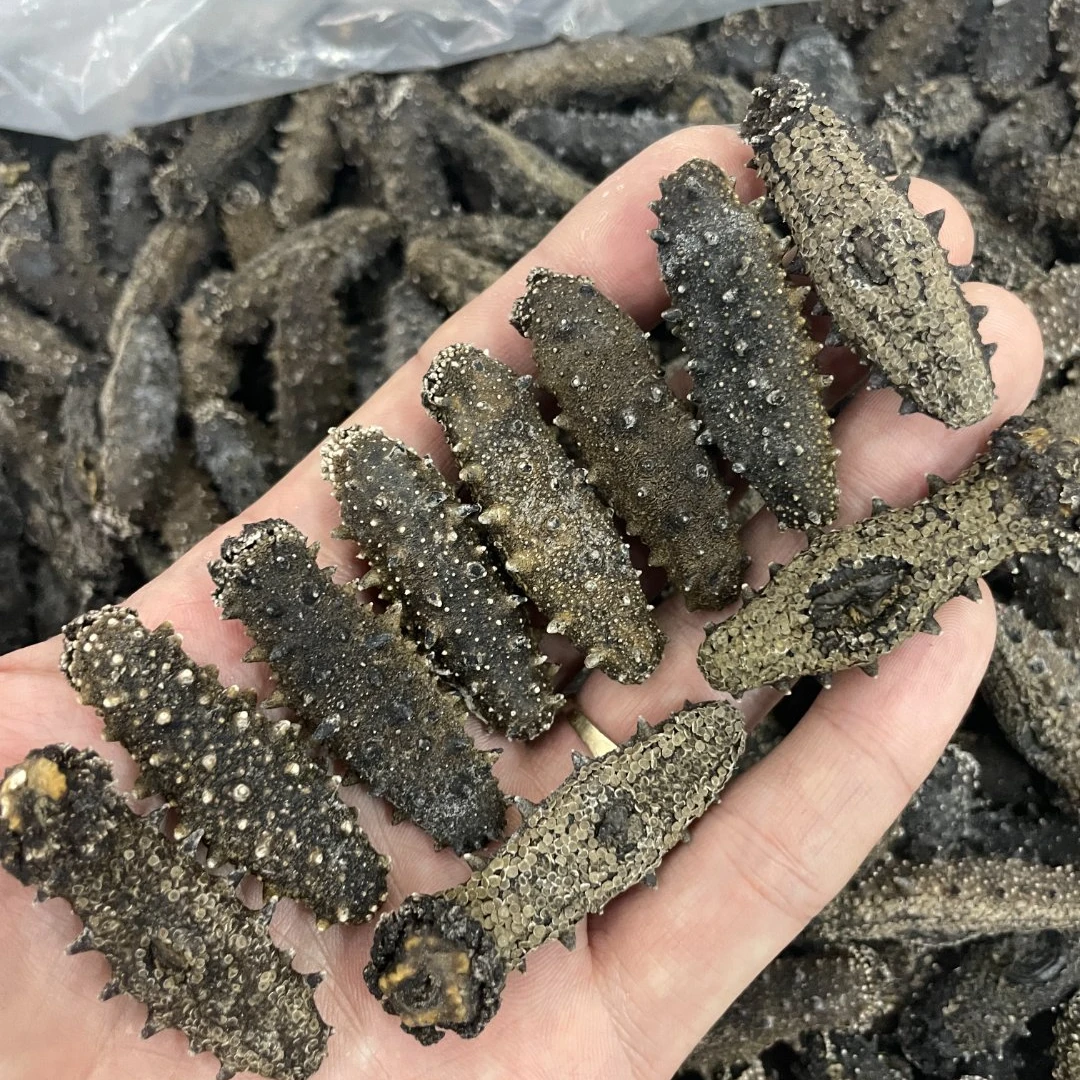 国标淡干海参深水海参淡干海参粗钝刺海参