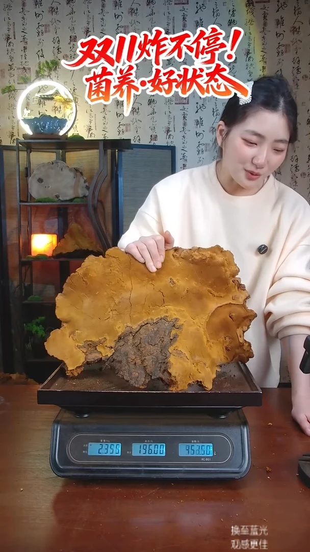松针层孔菌中国大陆【藏区 野生】松树桑黄（4.84斤）60-70年份