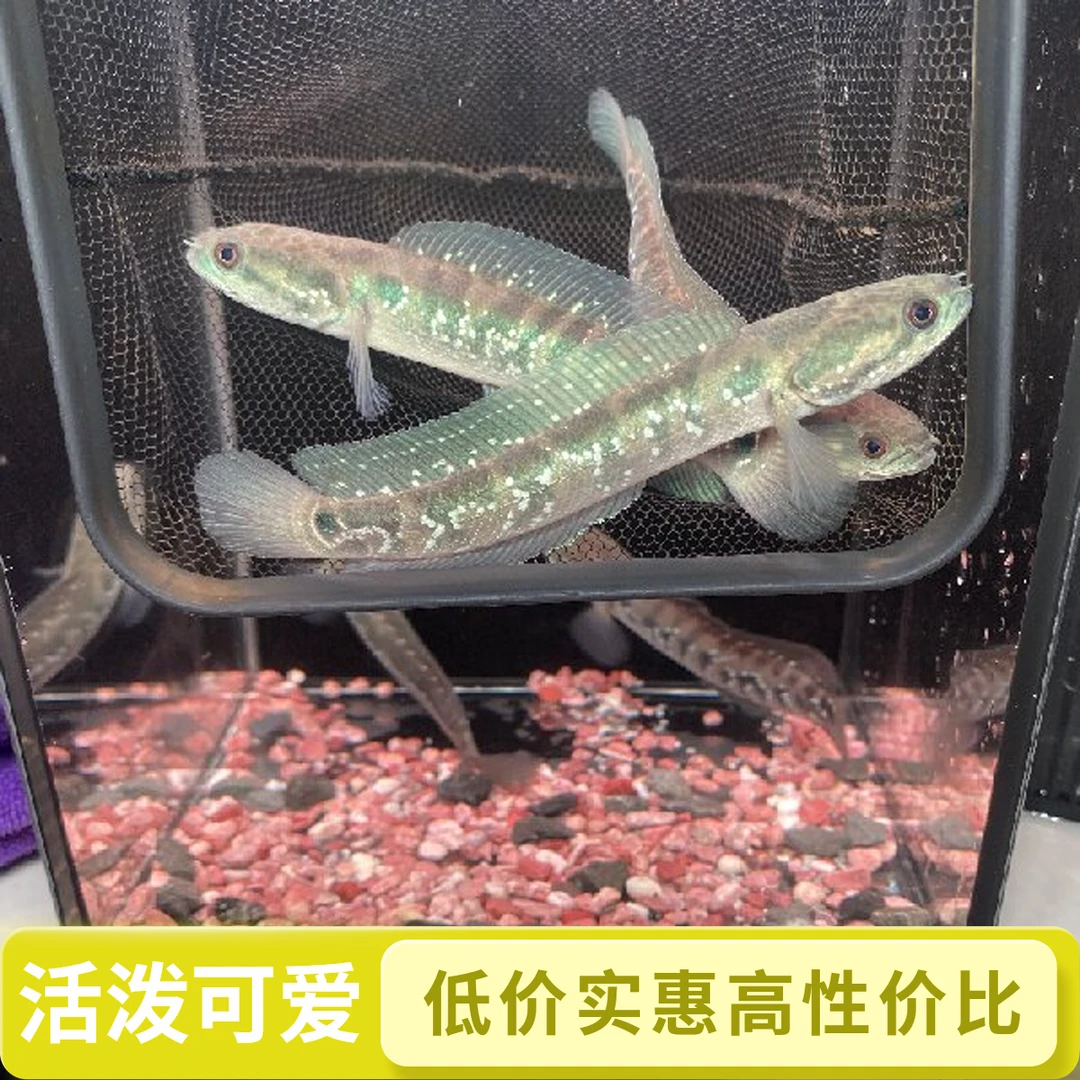 一物一拍，七星鱼 月鳢 肉食猛鱼 章公鱼 活体观赏