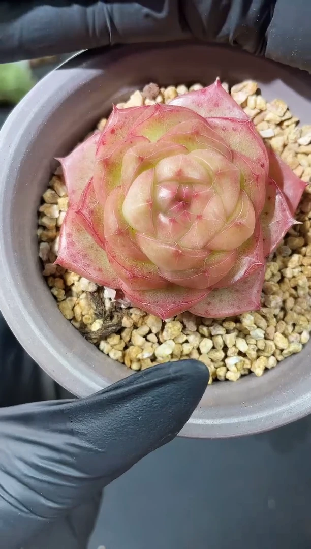 闪购917  镜面系列 多肉一颗  4厘米