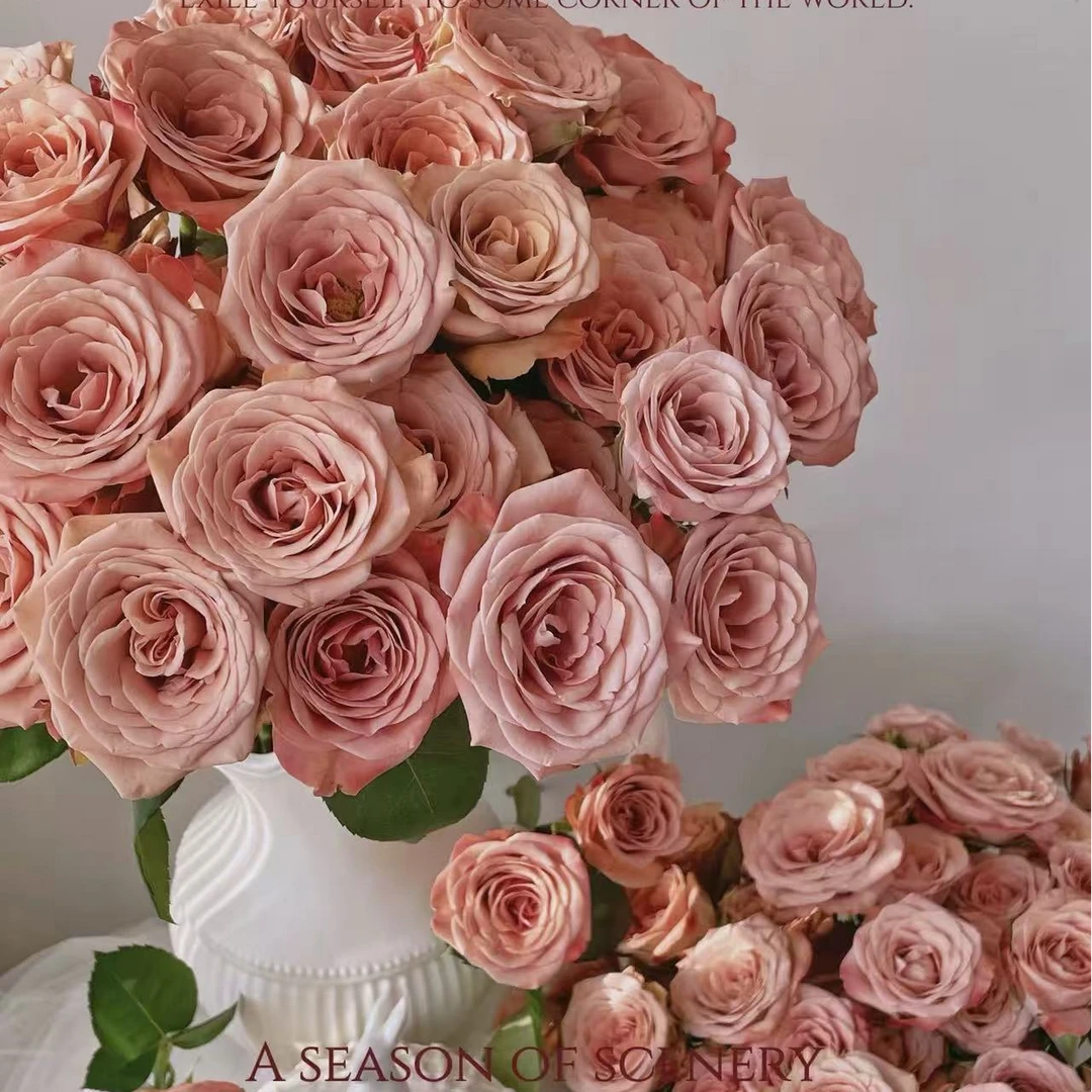 【云南基地直发】卡布奇诺玫瑰   云南鲜切花