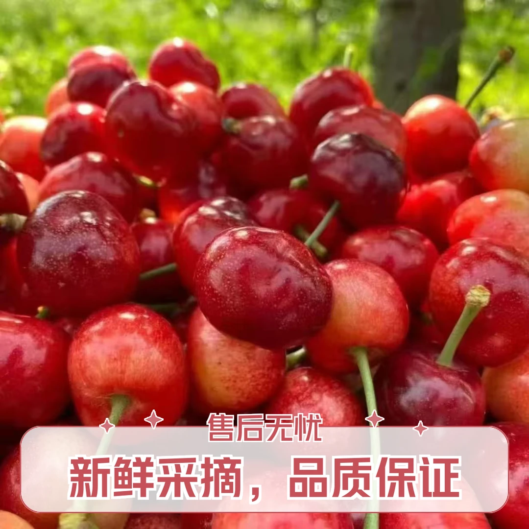 【5斤装大果顺丰次日达】大连樱桃陆地头茬沙蜜托心型J大果产地现摘现发净重4.2斤新鲜水果萨米脱樱桃