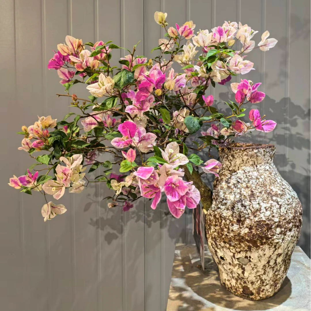 【艺景园花花公子专用】临水漳红樱造型盆景原生老桩好养勤花