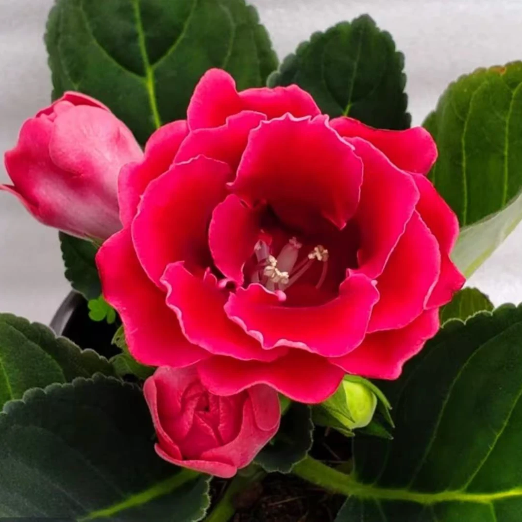 重瓣大岩桐花苗富贵芙蓉花卉室内观赏盆栽带花苞基地直发四季开花