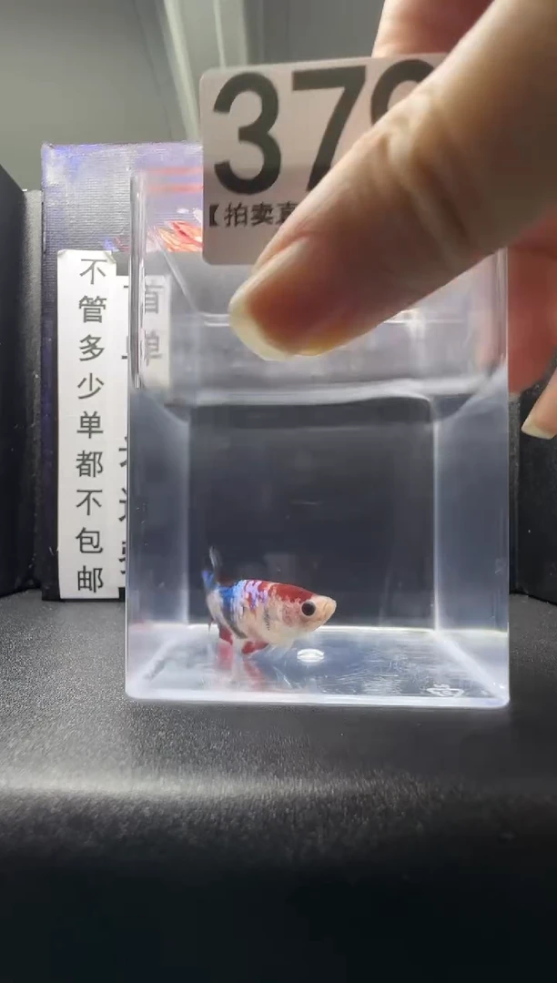 斗鱼母鱼编号：379
