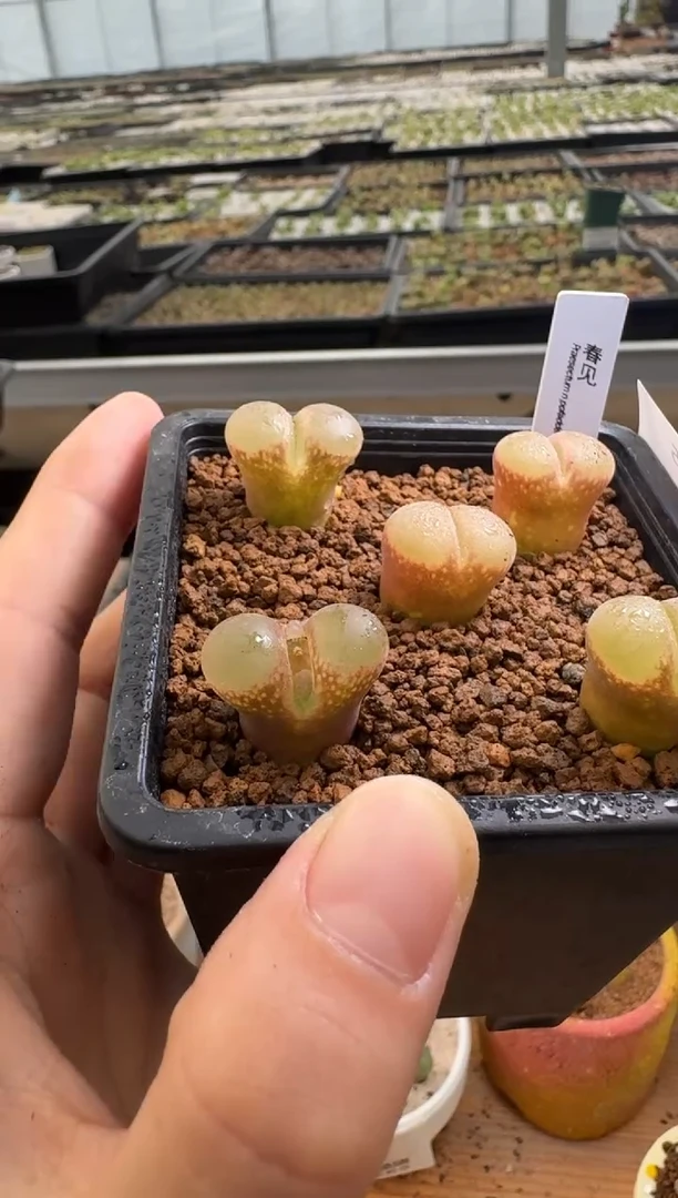 【闪购商品】22-75.春见