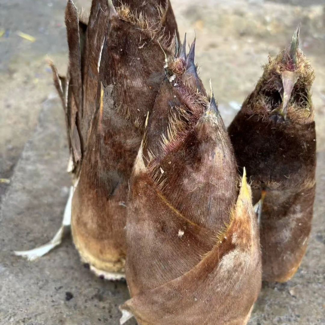 贵州三穗高坡竹笋