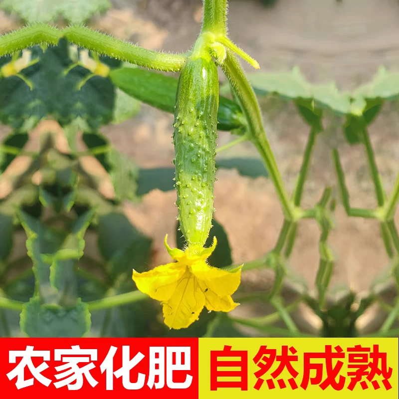 东北春季头茬旱绿心小籽新鲜采摘现摘先发东北旱绿色水果黄瓜