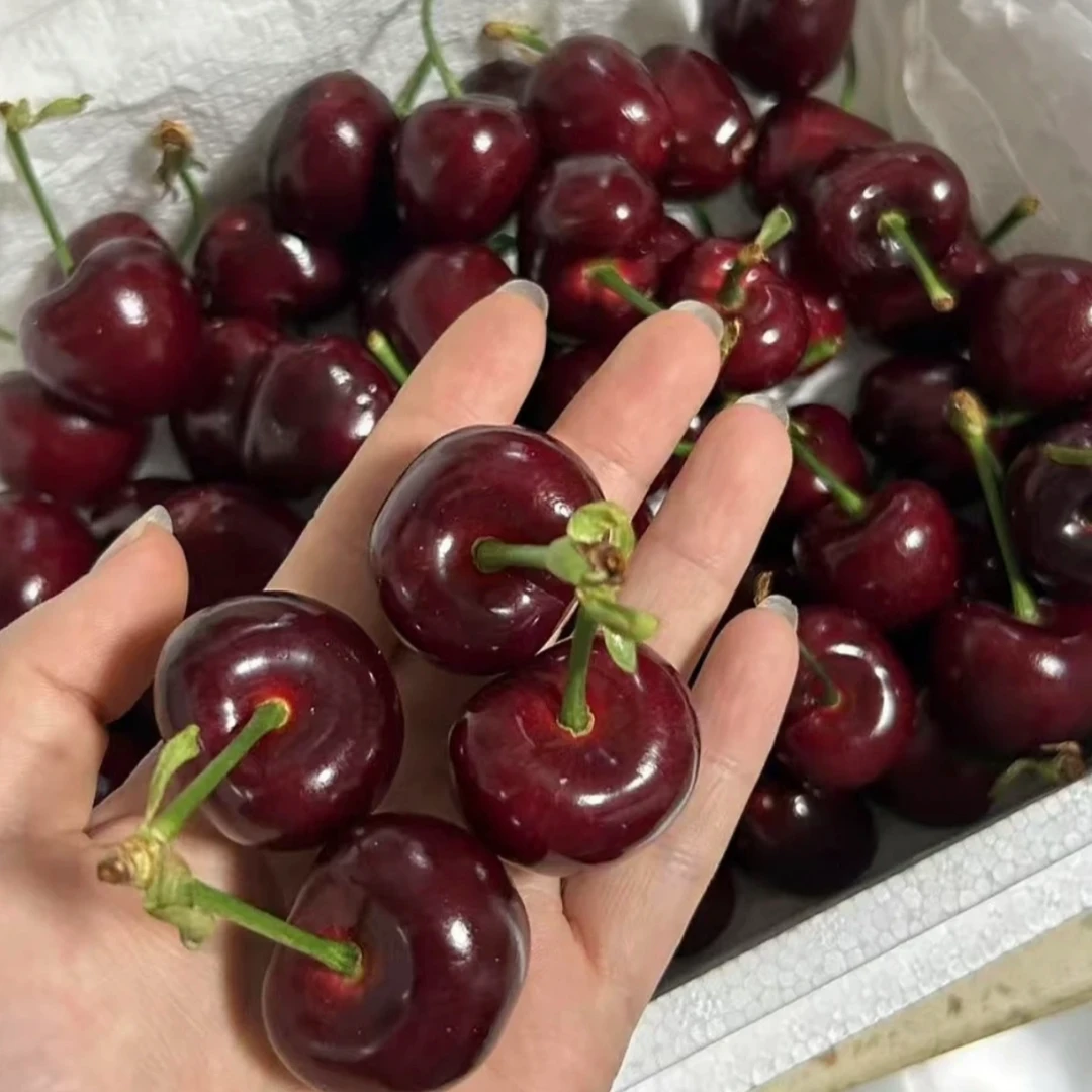 胜利新鲜樱桃3J（500g）<7.11>其他品种