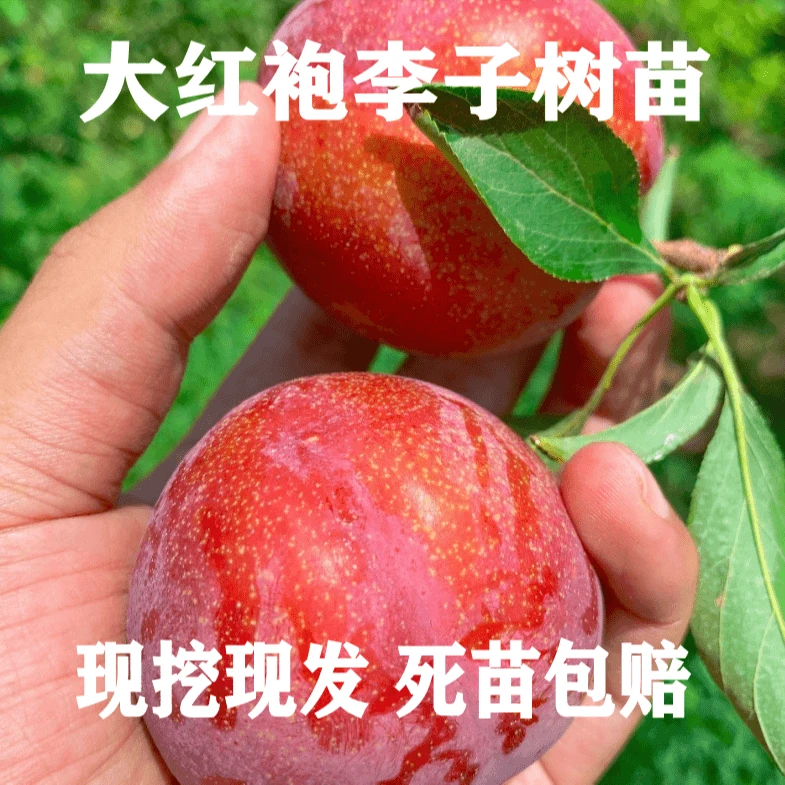 南北方都可种植大红袍李子