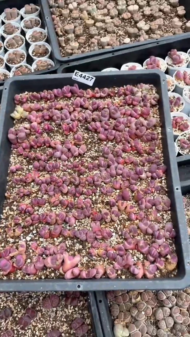 l****14427直播一物一拍