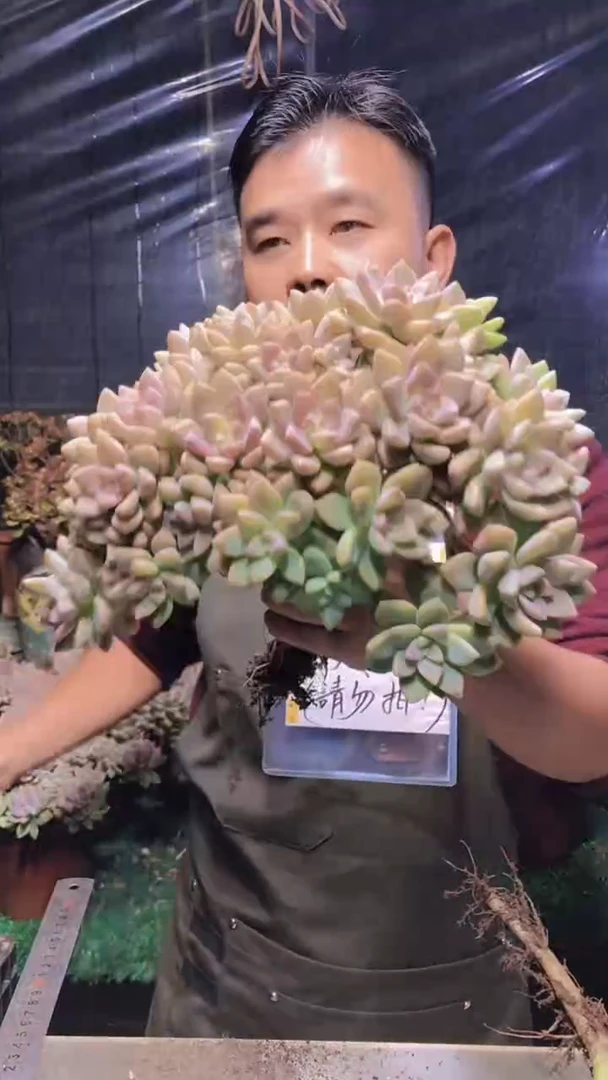 107淡雪缀化（一物一拍）