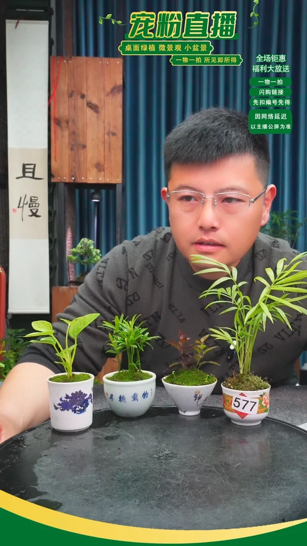 无花朵小*鸡苔藓微景观577号