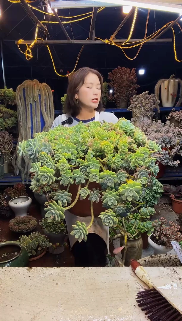 特大露凝香一物一拍带盆（物流自理）