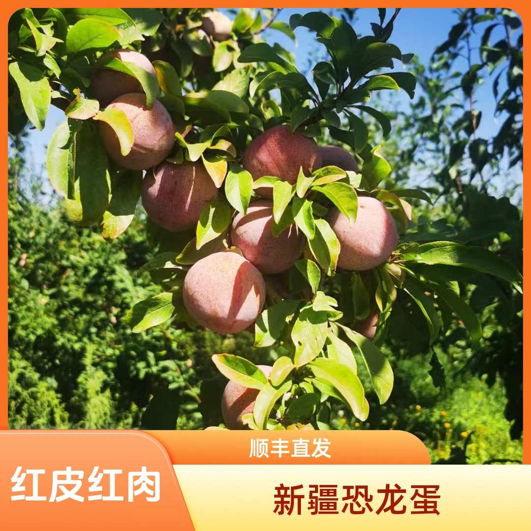 新疆红皮红肉恐龙蛋 顺丰产地空运直发