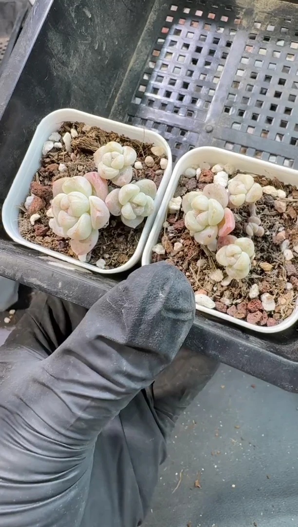 【闪购商品】139号到手1框-江北多肉