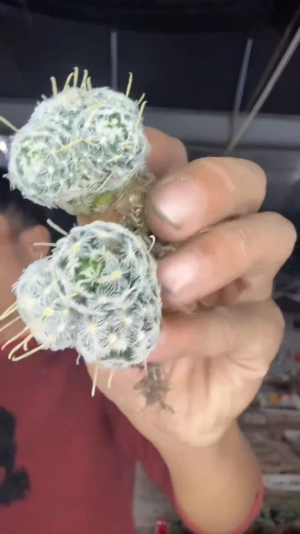 多头杜微娜娜一颗9.99