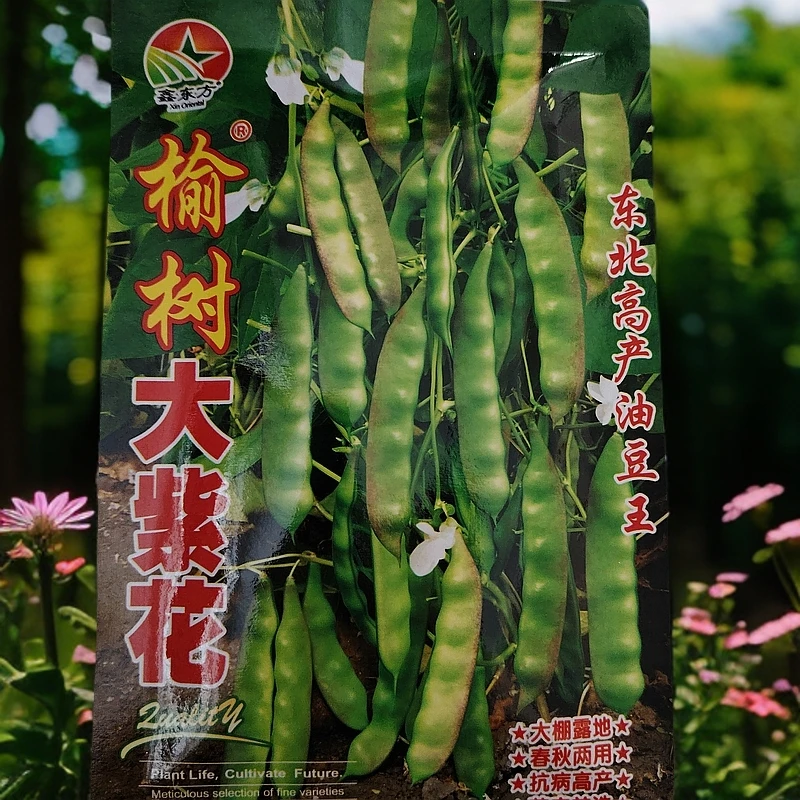 榆树大紫花油豆角籽50克左右