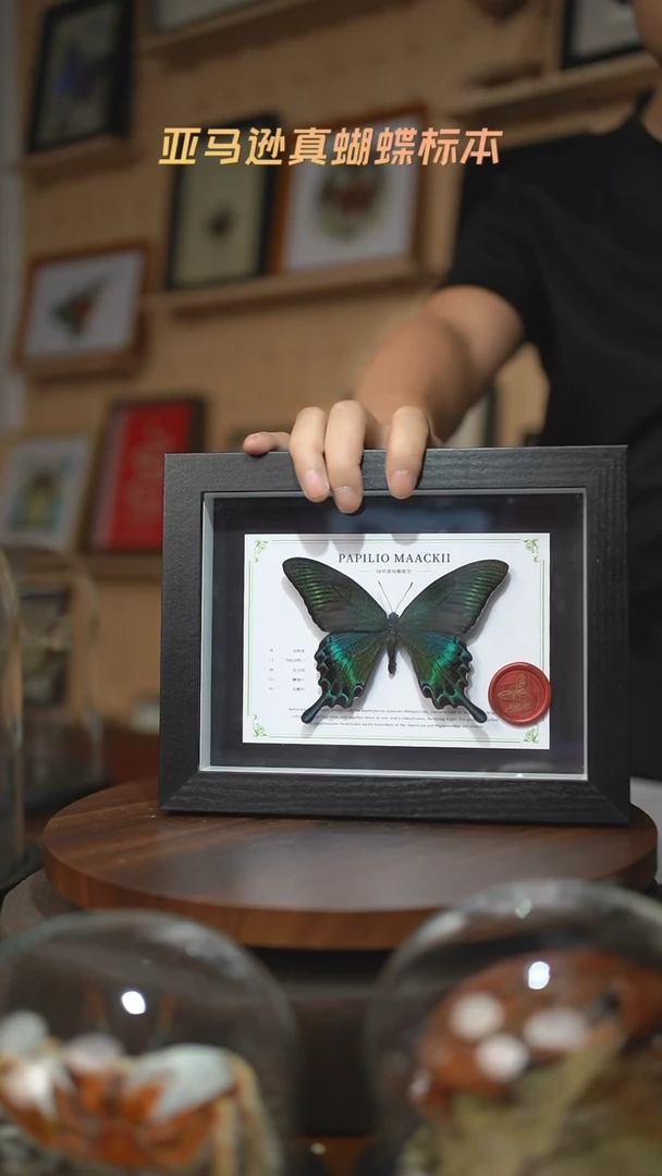 绿带翠凤蝶夏型8寸黑框国风版