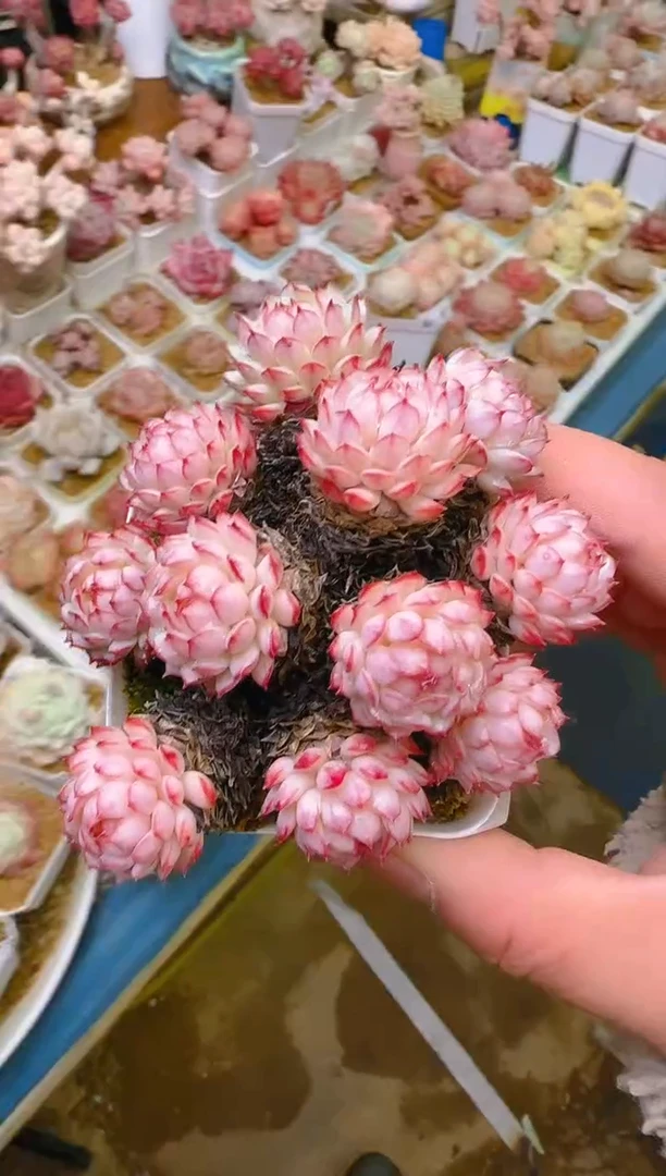 【闪购商品】福—382—仙农（红二条）