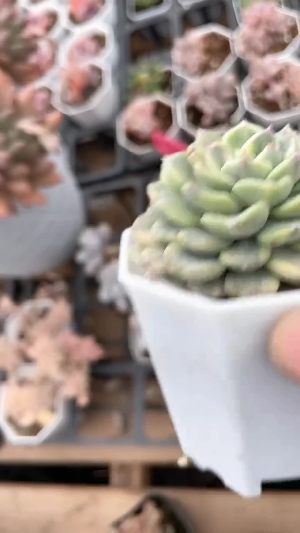 【闪购商品】8角布哦锦多肉