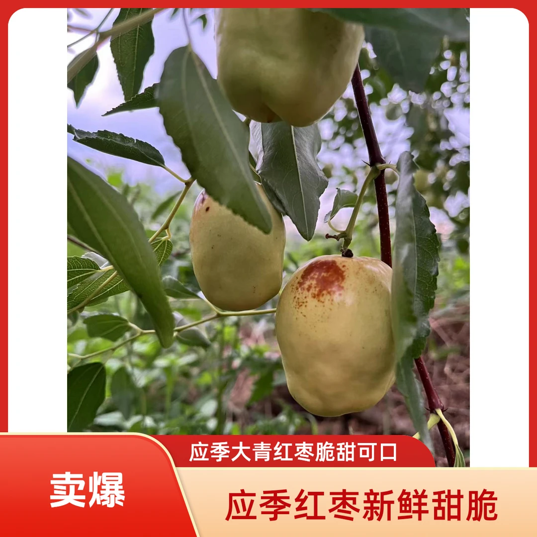 新鲜大枣新鲜采摘脆甜应季水果农村自家种植枣树大荔冬枣