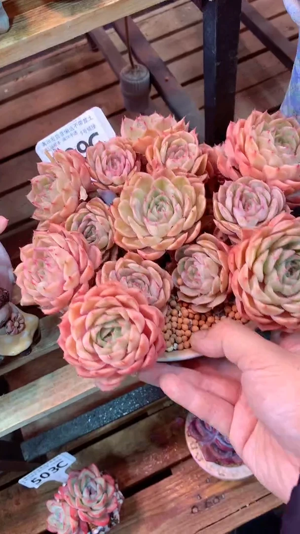 509C 昂斯诺 （一物一拍实付满28发货，默认不带盆土）