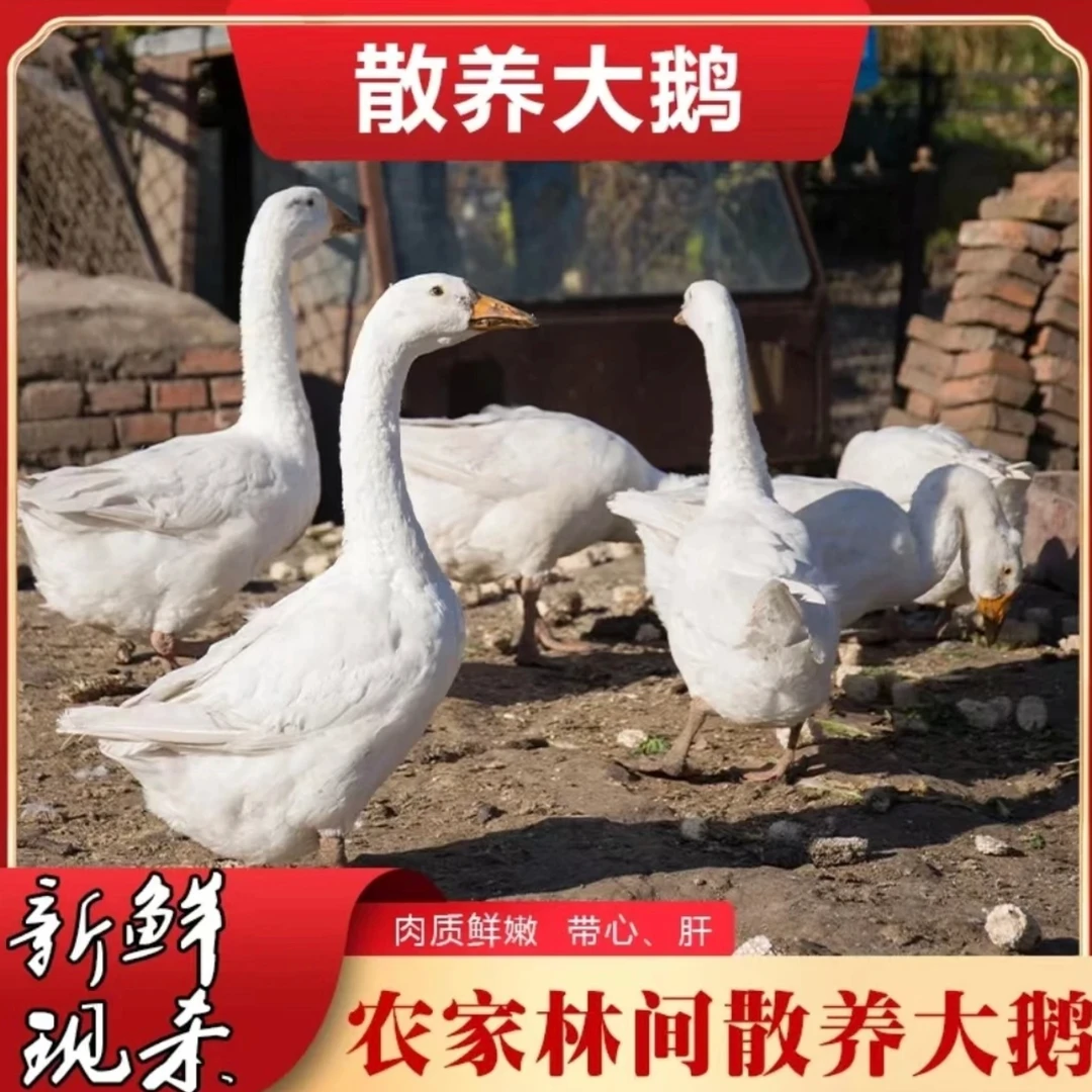 豫北农家土货（大鹅）直播间现选一物一拍，改价链接