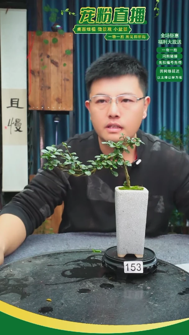 无花朵不****?苔藓微景观153号