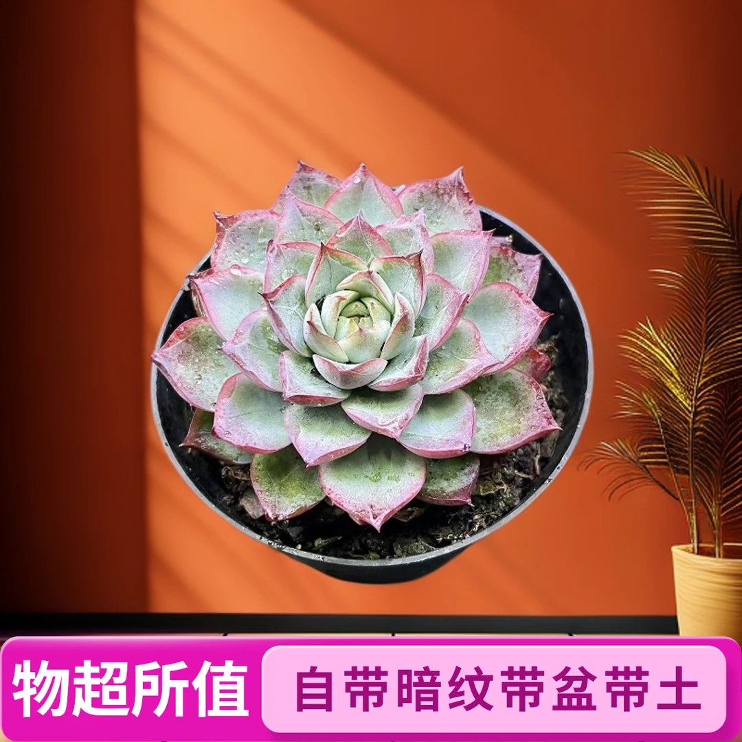 单头海荷多肉好看好养带盆（任意两单包邮）