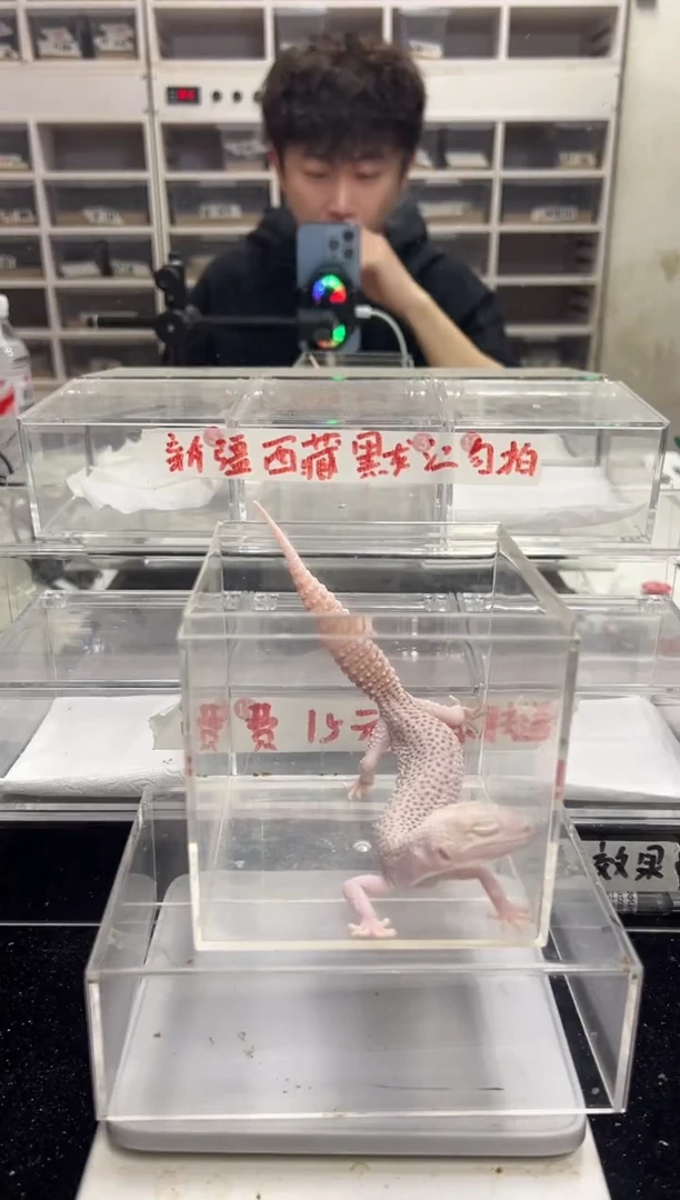 豹纹守宫75豹纹守宫