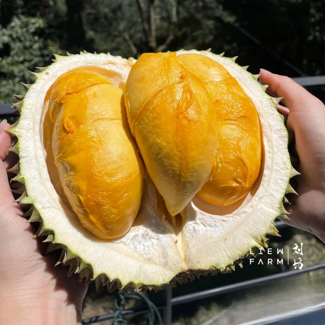 黑刺D200液氮【一果一拍】马来西亚进口树熟新鲜鲜果榴莲2-7斤核小   黑刺马来西亚