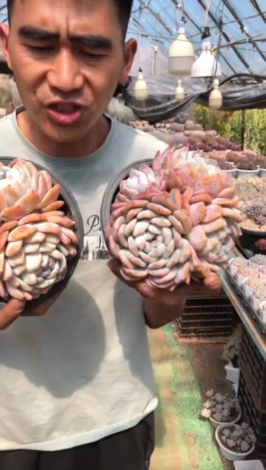 【闪购商品】3头老桩橙梦露群