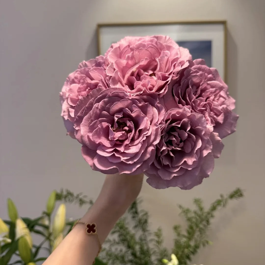 （单头）暮光之城 玫瑰有香味型【满三单顺丰包邮】