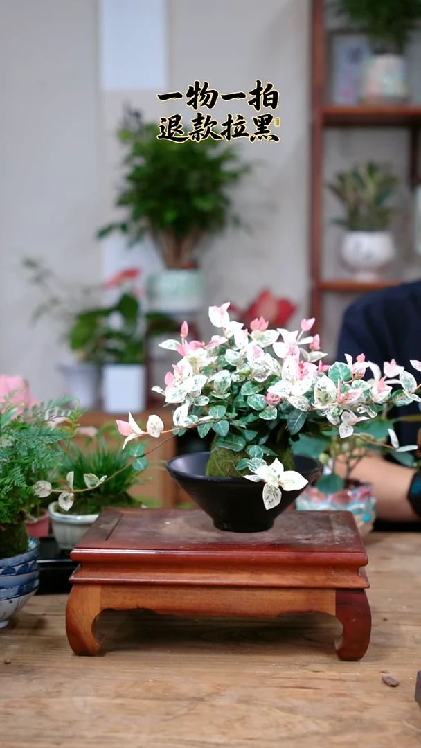 完全开放不****名106花叶