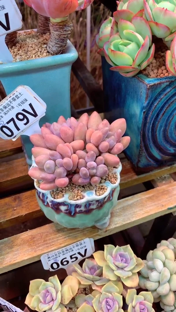 079V（一物一拍实付满28发货，默认不带盆土）