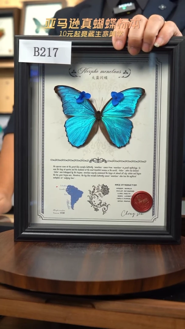 蝴蝶标本摆件竞拍大蓝闪蝶o亚A4设计横版b217