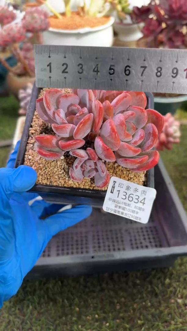 【闪购商品】13634