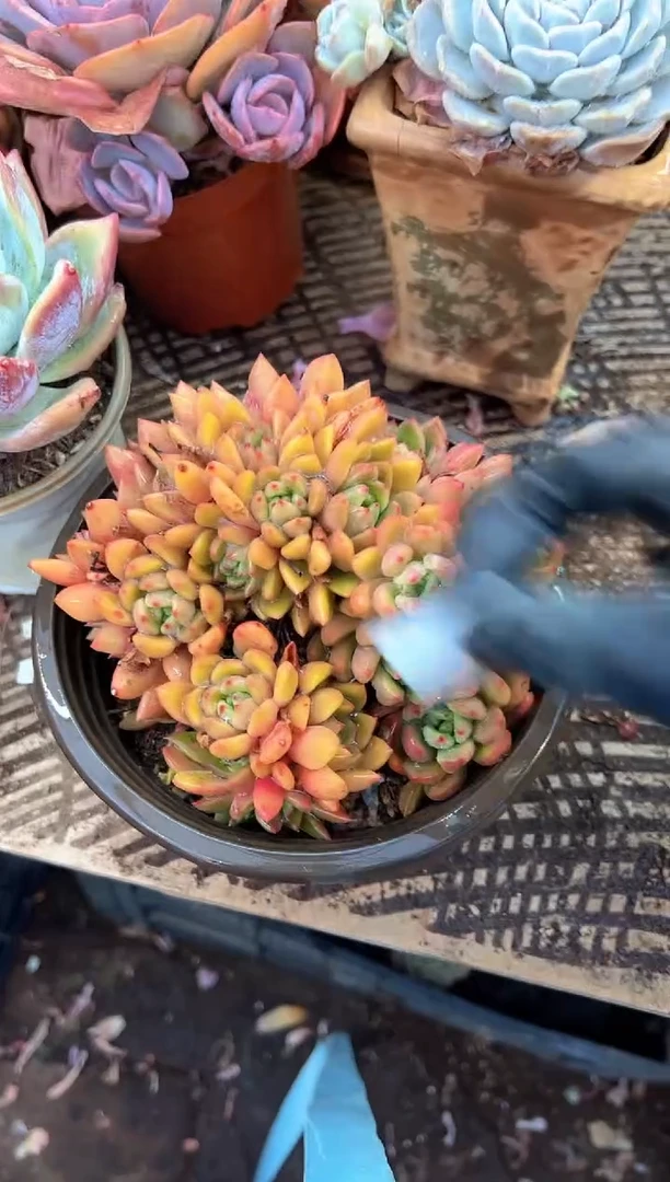 鳳多肉植物一物一拍23413