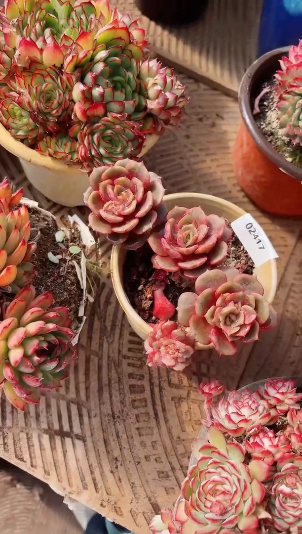 【闪购商品】02417