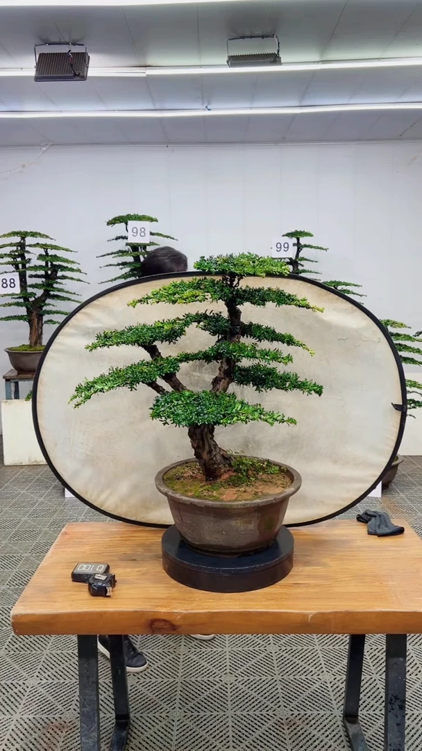 无花朵造型盆景一物一拍
