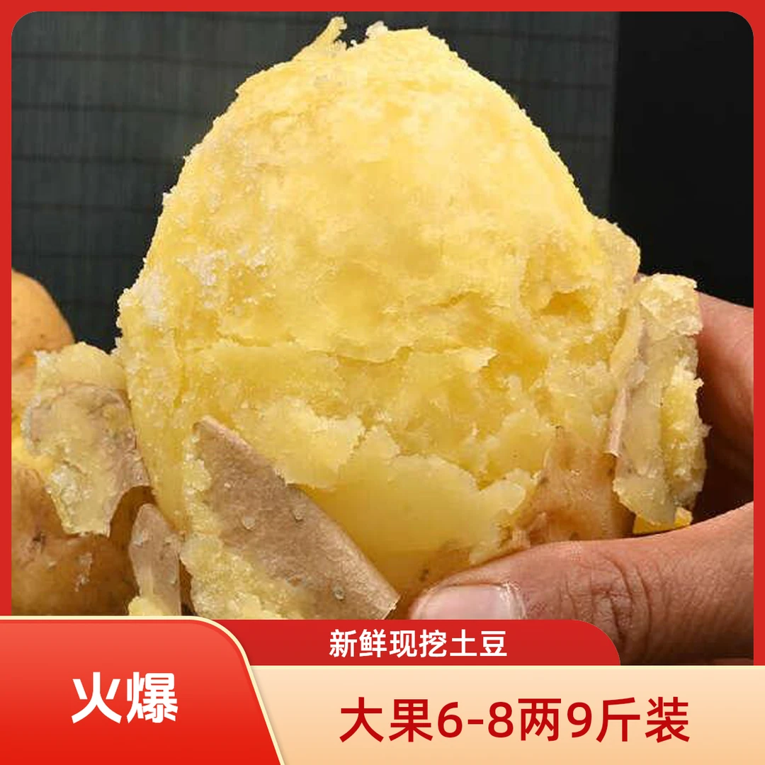 甘肃定西黄皮黄心土豆新鲜现挖沙面细腻产地直供