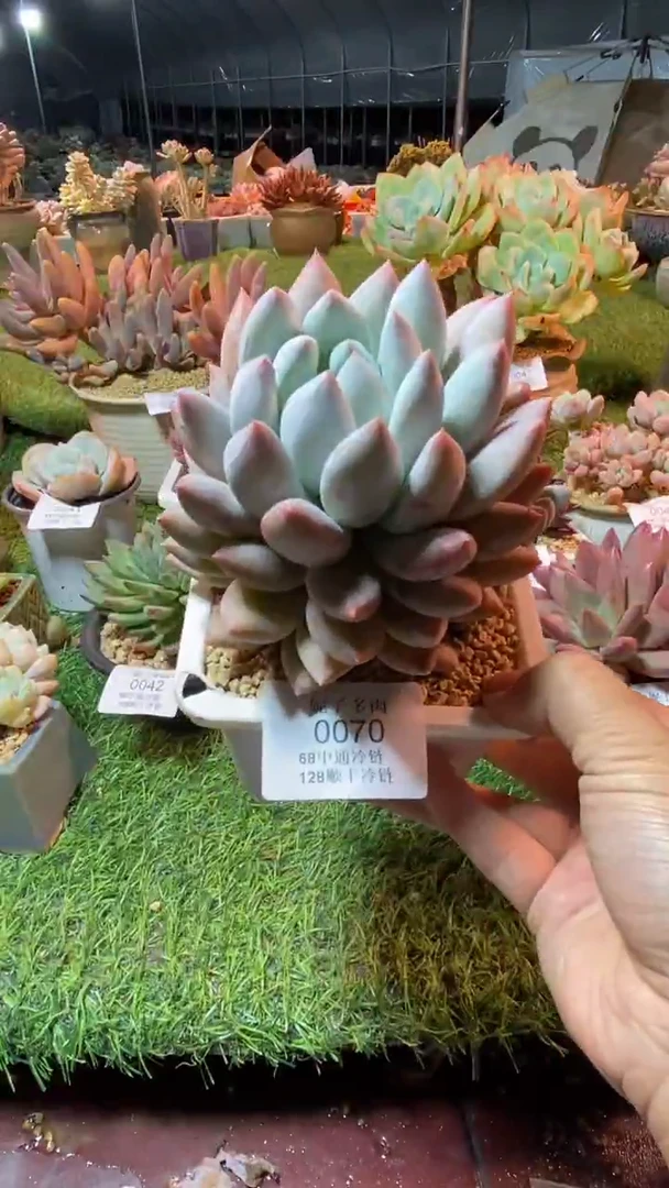 0770（满28包邮发货）