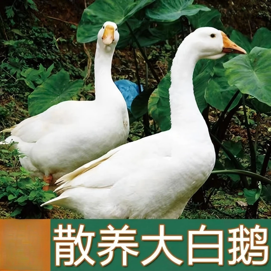 【大山】农家散养大白鹅 青年鹅  2只净重10-11斤 带心肝发货