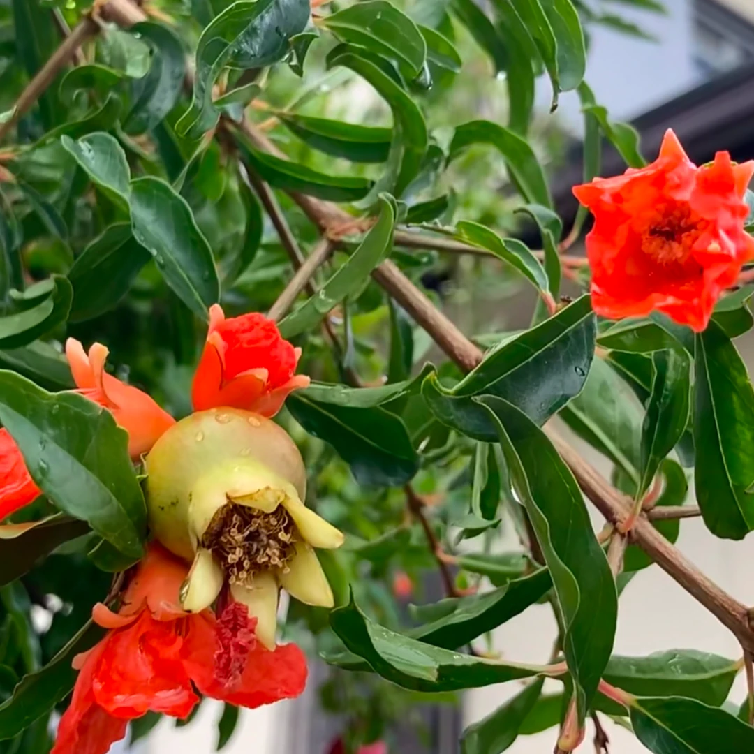 【高1-1.2米紫玉石榴树苗】带花苞户外大型开花绿植室内易养好看