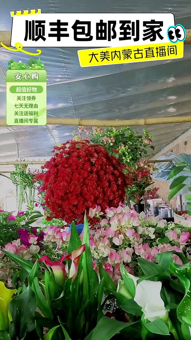 完全开放大盆球菊